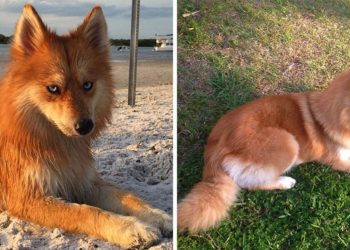 Est-ce que le renard est un chien ?