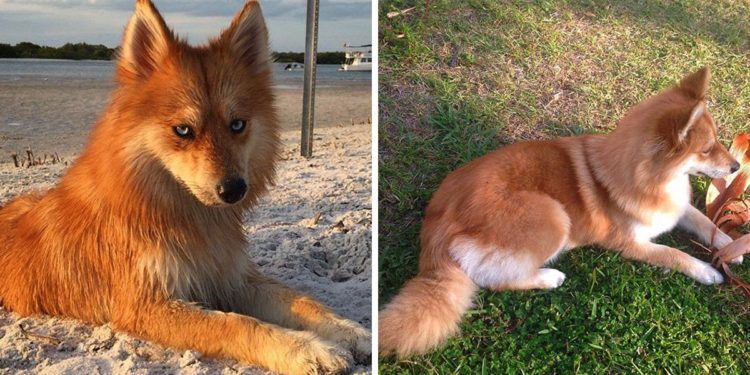 Est-ce que le renard est un chien ?