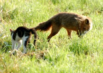 Est-ce que le renard mange les chats ?