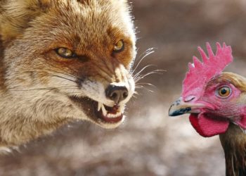 Est-ce que le renard attaque l'homme ?