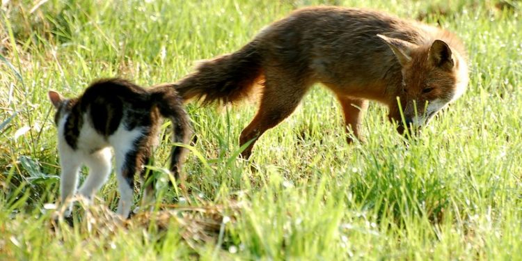 Est-ce que le renard mange les chats ?