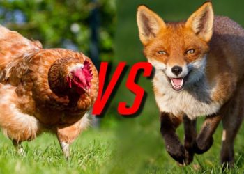 Est-ce que le renard mange les poules ?