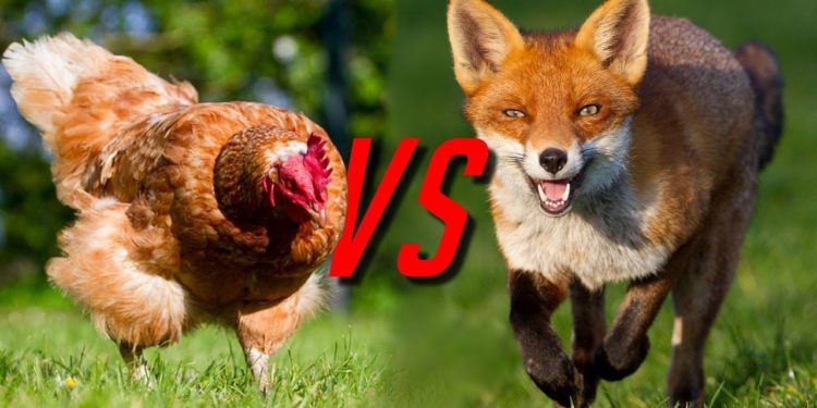 Est-ce que le renard mange les poules ?