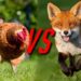 Est-ce que le renard mange les poules ?