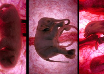 Quelle est la gestation la plus courte ?