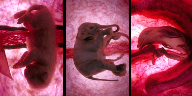 Quelle est la gestation la plus courte ?