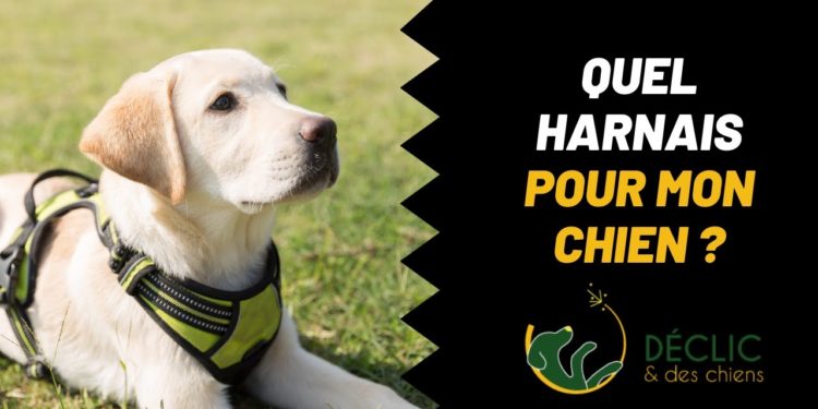 Quel est le meilleur repas pour un chien ?