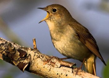 Pourquoi le rossignol chante toute la nuit ?