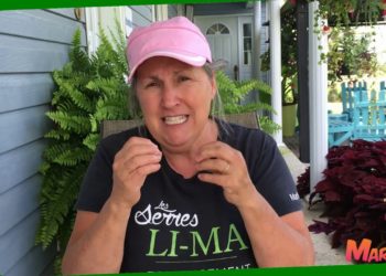 Comment se nourrissent les scarabées ?