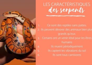 Est-ce que le serpent à un squelette ?