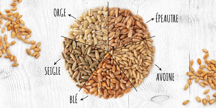 Quelle Différence Entre Le Son De Blé Et Le Son D'avoine
