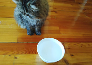 Pourquoi les chats aiment les produits laitiers ?