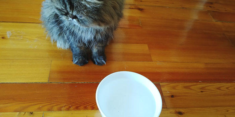 Pourquoi les chats aiment les produits laitiers ?