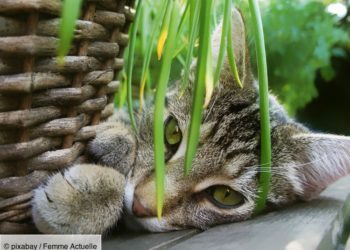 Quelles sont les plantes d'intérieur non toxiques ?