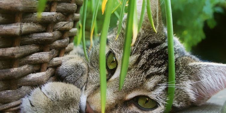 Quelles sont les plantes d'intérieur non toxiques ?