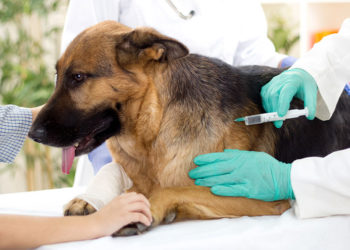Quel âge pour Pucer et vacciner un chiot ?