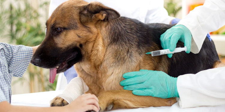 Quel âge pour Pucer et vacciner un chiot ?