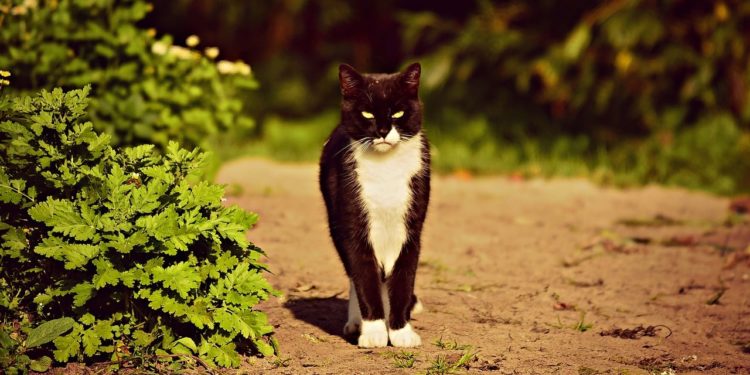 Comment savoir si le vermifuge a fait effet chat ?