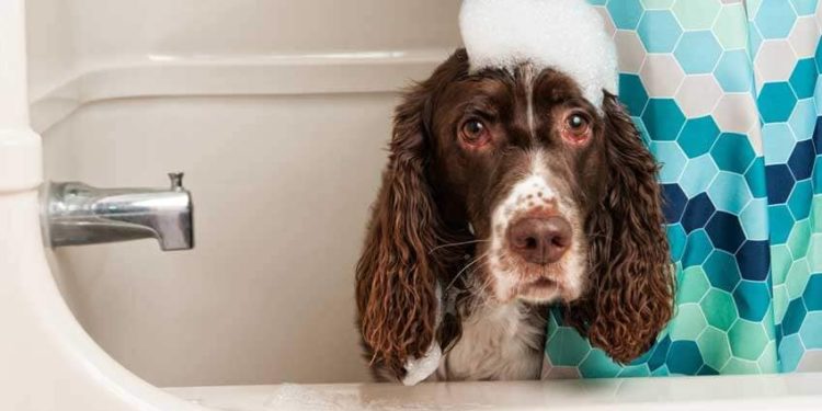 Quel produit pour laver le sol quand on a un chien ?