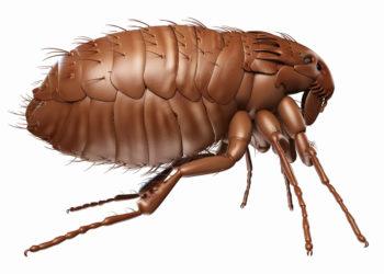 Comment se débarrasser définitivement des puces ?