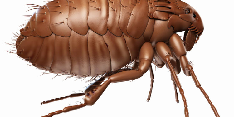 Comment se débarrasser définitivement des puces ?