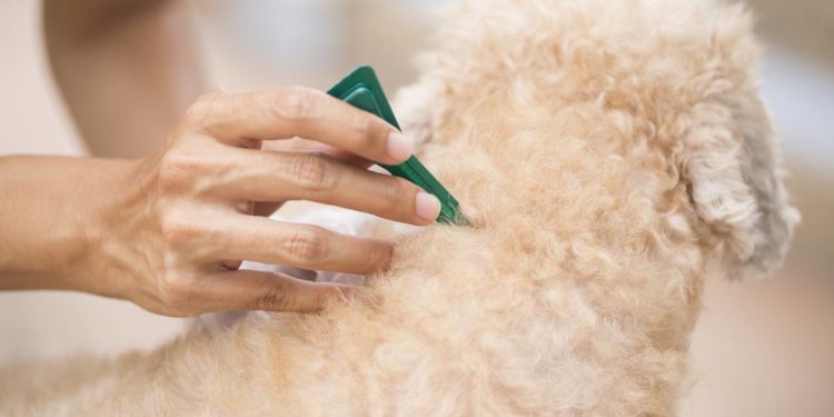 Comment se débarrasser des puces recette de Grand-mère ?