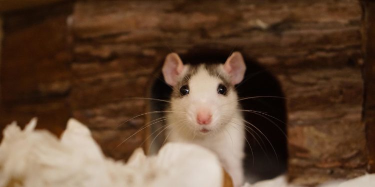 Comment nettoyer urine de rat ?