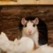 Comment nettoyer urine de rat ?
