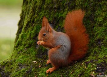 Qui est le prédateur de l'écureuil ?