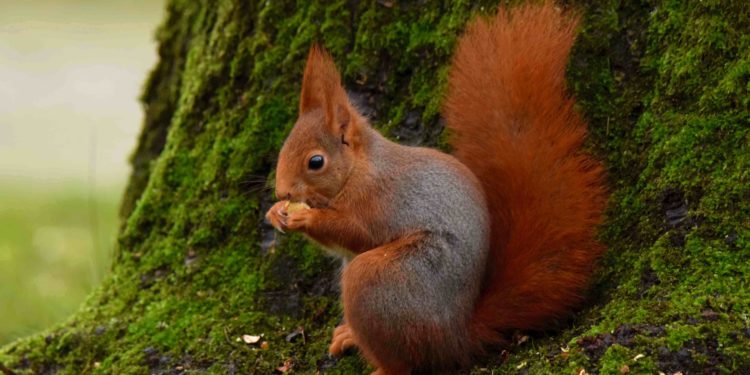 Qui est le prédateur de l'écureuil ?