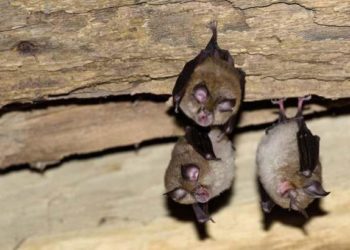 Où se cache les Chauves-souris la journée ?