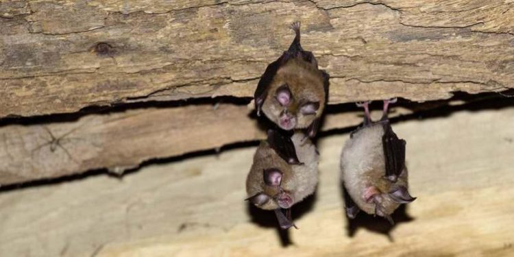 Où se cache les Chauves-souris la journée ?