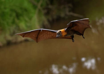 Quelle maladie les Chauves-souris Peuvent-elles transmettre à lhomme ?