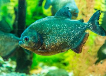 Quel poisson avec Tanichthys ?