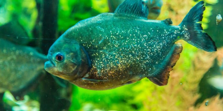 Quel poisson avec Tanichthys ?