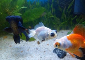 Comment savoir que le poisson va pondre ?