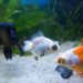 Comment savoir que le poisson va pondre ?