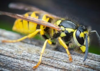 Pourquoi les guêpes me suivent ?