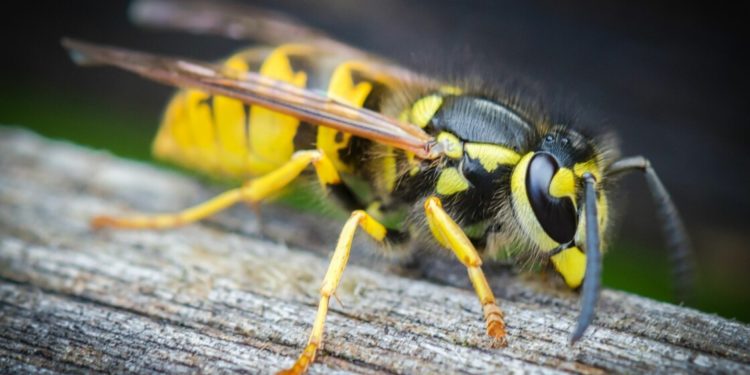 Pourquoi les guêpes me suivent ?