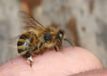 Quand une abeille te pique elle meurt ?