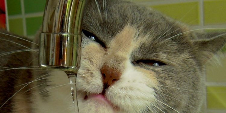 Est-ce que les chats ont un vagin ?