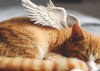 Archives Des Comportement D Un Chat Mourant Animaux Info Votre Source Numero 1 D Informations Et Tutoriels Sur Les Animaux