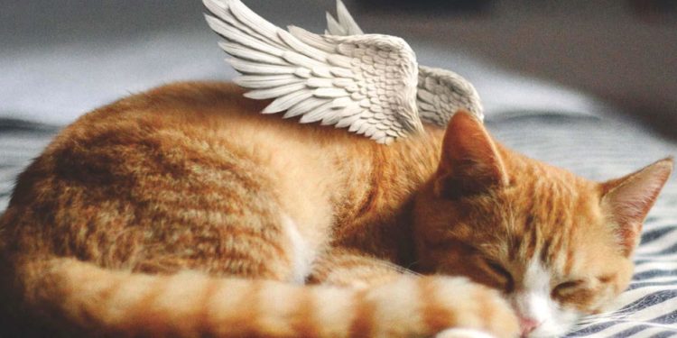 Comment aider un chat en fin de vie ?