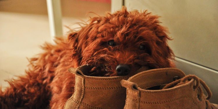 Pourquoi mon chien mange moins ?