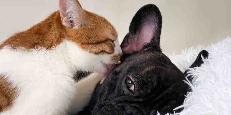 Est-ce qu'un chat peut oublier son maitre ?