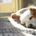 Quels sont les derniers signes de vie d'un chien en fin de vie ?