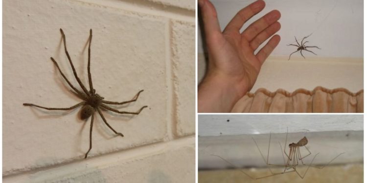 Où se cache les araignée dans une chambre ?