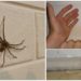 Où se cache les araignée dans une chambre ?