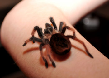 Pourquoi les araignée mordent la nuit ?