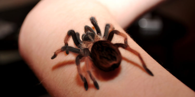 Pourquoi les araignée mordent la nuit ?